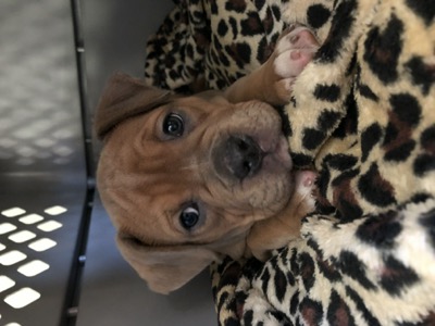 Picture of a small wrinkly chocolate brown puppy laying on a leopard print blanket inside a dog crate