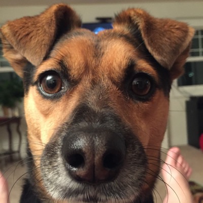 Picture of an alert looking, rather cute, black and brown dog, staring straight into the camera