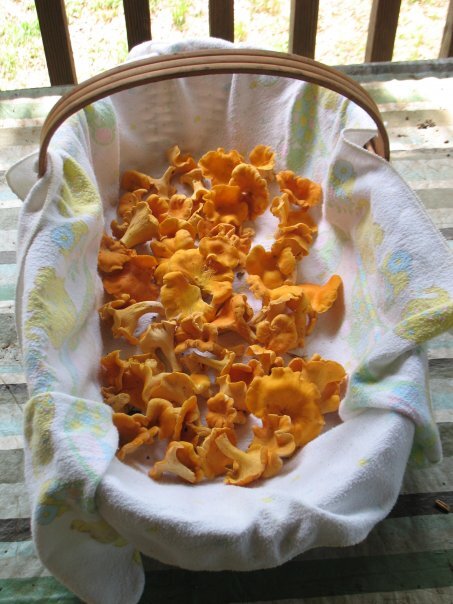 Chantarelles, Picture source: Jeremy Tarver