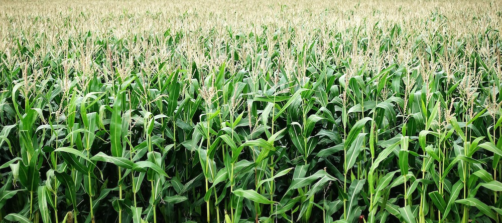 A corn field, Picture source: Andrew Martin from Pixabay
